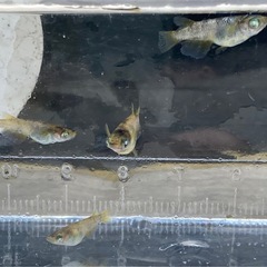 金閣メダカ(幼魚)-4匹の画像