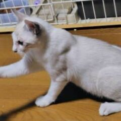 シャム系、ワンエイス？