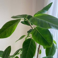 観葉植物　フィカスアルテシーマの画像