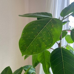 観葉植物　フィカスアルテシーマの画像