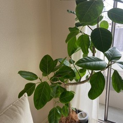 観葉植物　フィカスアルテシーマの画像