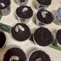 【天然採集・厳選】カブトムシ（幼虫）の画像