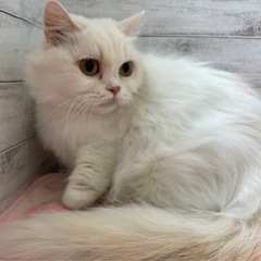 ✨2025年9月28日(日) ミヌエット、短足。立川すみれペットクリニック様にて純血種の譲渡会を開催致します🐈💓ずっとのおうちを募集中です🏠️🐈🏠️皆さまのお越しを心からお待ちしております - 立川市