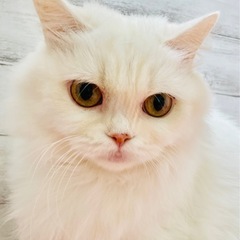 ✨2025年9月28日(日) ミヌエット、短足。立川すみれペットクリニック様にて純血種の譲渡会を開催致します🐈💓ずっとのおうちを募集中です🏠️🐈🏠️皆さまのお越しを心からお待ちしております - 猫