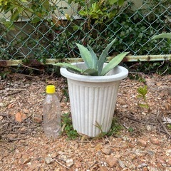 アメリカーナ多肉植物【中型】の画像