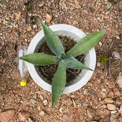 アメリカーナ多肉植物【中型】の画像