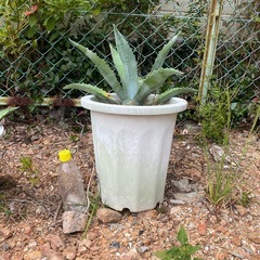 アメリカーナ多肉植物【大型】の画像