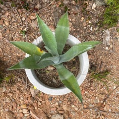 アメリカーナ多肉植物【大型】の画像