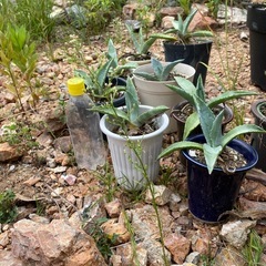 アメリカーナ多肉植物【小型】の画像