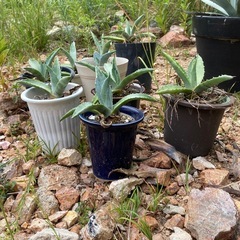 アメリカーナ多肉植物【小型】の画像