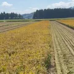 🌾🌾🍙【初心者歓迎】10月8日～10月16日募集！秋田市で稲刈り補助単発バイト🌾🌾🌾🌾🌾｜自然の中で1日充実・日給10,000円の画像