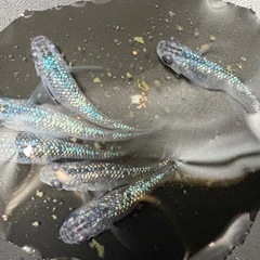 【はやたんメダカ】☆S&B☆ サファイヤ ヒレ長☆成魚 3ペア ...