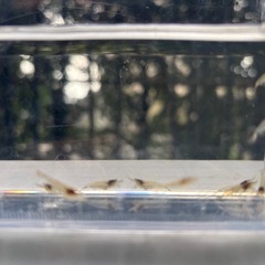 ミナミヌマエビ10匹 めだかのお供に ビオトープに　　の画像