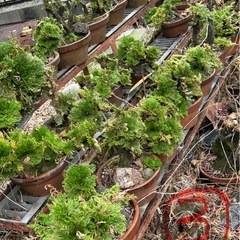 盆栽　盆栽鉢　植木鉢の画像