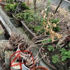 盆栽　盆栽鉢　植木鉢の画像