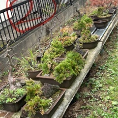 盆栽　盆栽鉢　植木鉢の画像