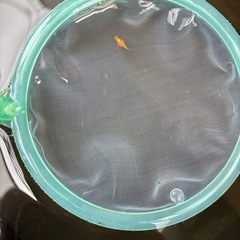 紅帝ダルマ　稚魚の画像