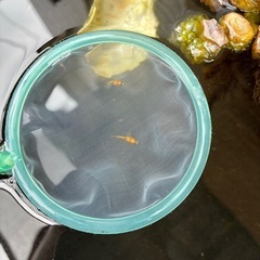 紅帝ダルマ　稚魚の画像