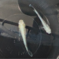 緑光マリアージュ 稚魚8匹めだか ビオトープにの画像
