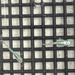 緑光マリアージュ 稚魚8匹めだか ビオトープにの画像