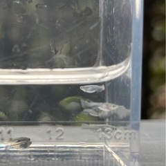 緑光マリアージュ 稚魚8匹めだか ビオトープにの画像