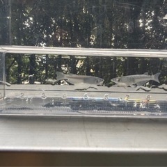 緑光マリアージュ 稚魚8匹めだか ビオトープにの画像