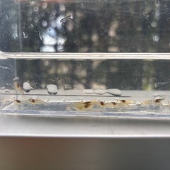 ミナミヌマエビ10匹 めだかのお供に ビオトープに　　の画像