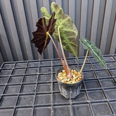 アロカシア・アマゾニカの画像