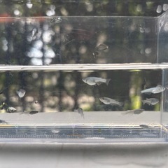 クロノス8匹 改良めだか ビオトープにの画像