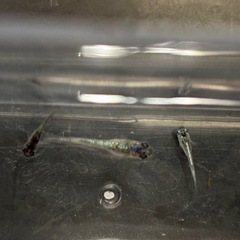 クロノス8匹 改良めだか ビオトープにの画像