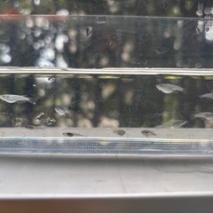 クロノス8匹 改良めだか ビオトープにの画像