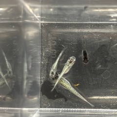 クロノス8匹 改良めだか ビオトープにの画像