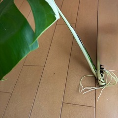 モンステラホワイトタイガー斑入りの画像