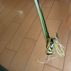 モンステラホワイトタイガー斑入りの画像
