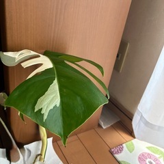 モンステラホワイトタイガー斑入りの画像