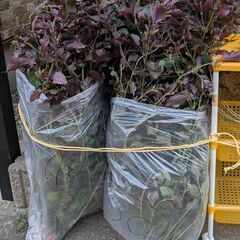 大きく育った赤じその苗