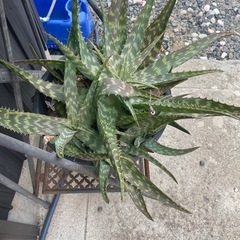 アロエどうぞ♪の画像