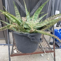 アロエどうぞ♪の画像