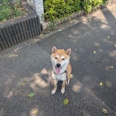 柴犬の男の子