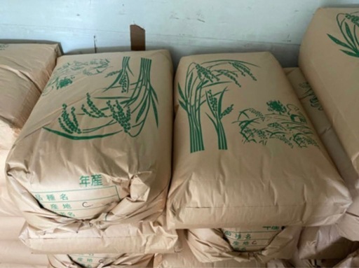 数量限定  特別栽培米 
新米 丹後 コシヒカリ 令和7年産 玄米 30kg