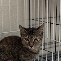 推定4ヶ月メスキジサビちゃん