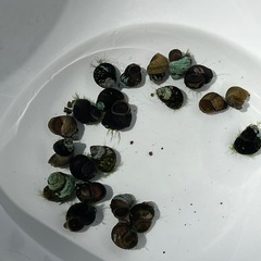 ヒメタニシ 5匹  追加購入可の画像