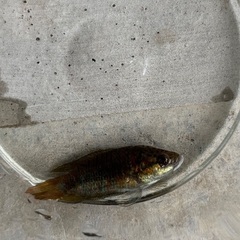 闘魚の画像