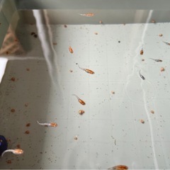 三色ラメメダカ10匹+α 【写真の個体】の画像