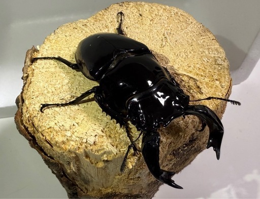 タランドゥスオオツヤクワガタ