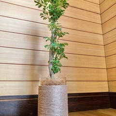観葉植物　ポリシャスとガラス製鉢カバーの画像