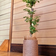 観葉植物　ポリシャスとガラス製鉢カバーの画像