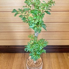 観葉植物　ポリシャスとガラス製鉢カバーの画像