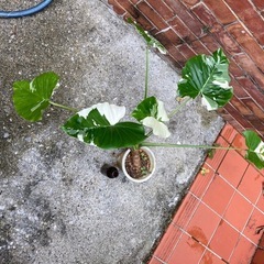 クワズイモ斑入りの画像