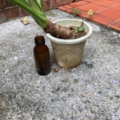 クワズイモ斑入りの画像